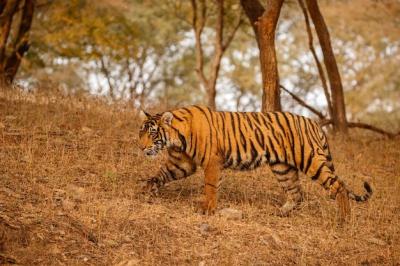 Tiger Male Walking in Nature: Captivating Wildlife Scene in Rajasthan, India – Free Download