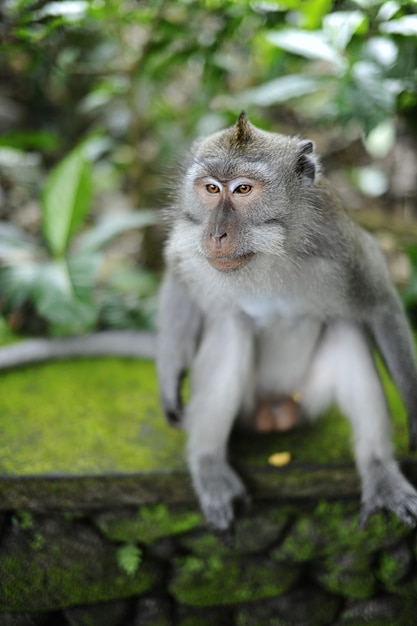 Macaque Sitting on a Moss-Covered Rock – Free Stock Photo for Download