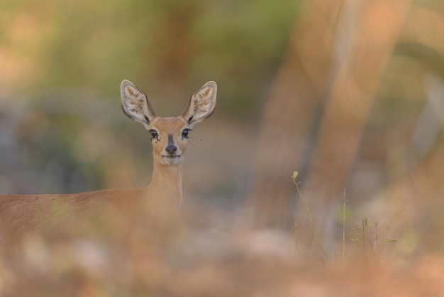 Deer Gazing at Camera – Captivating Selective Focus Shot | Free Download