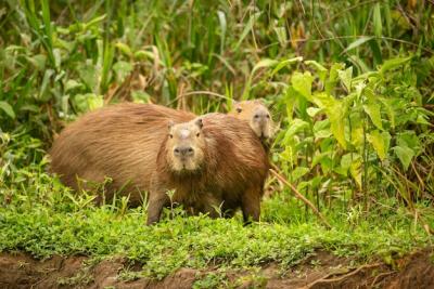 Capybara in the Natural Habitat of Northern Pantanal – Free Stock Photo, Download for Free