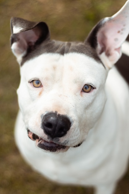 Face of a Dogo Argentino with Black and White Patterns – Free to Download