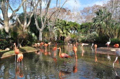 Beautiful Flamingos in the Zoo – Free Stock Photo, Download for Free