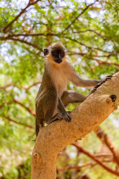 Brown and White Langur on a Tree Branch in Senegal – Free Download