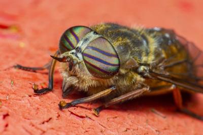 Green and Black Fly on Brown Surface – Free Stock Photo, Download Free