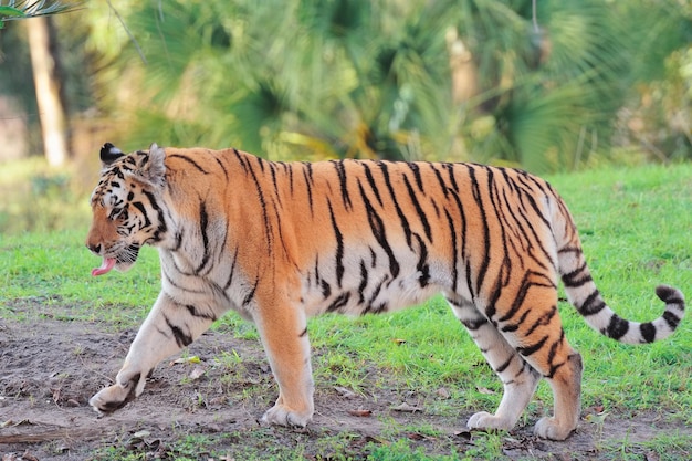 Tiger on Grass – Download Free Stock Photo