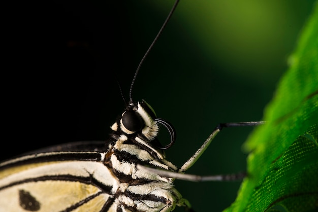 Extreme Close-Up of a Pale Butterfly on Leaf – Free Stock Photo for Download