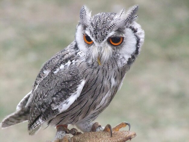 Close-up of Owl Perching on Tree – Free Download