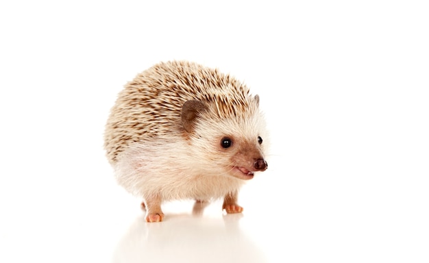 Brown Hedgehog – Free Stock Photo, Download for Free