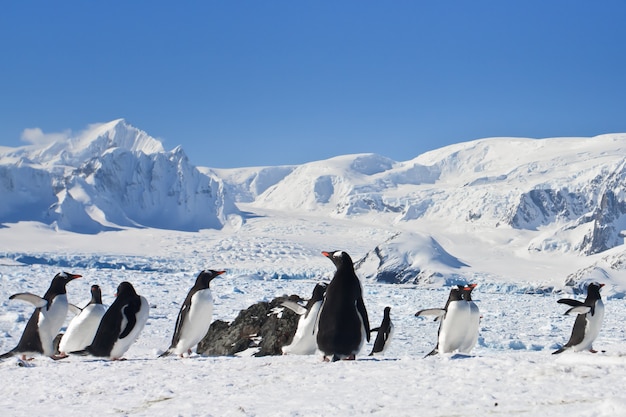 A Large Group of Penguins – Free Stock Photo for Download