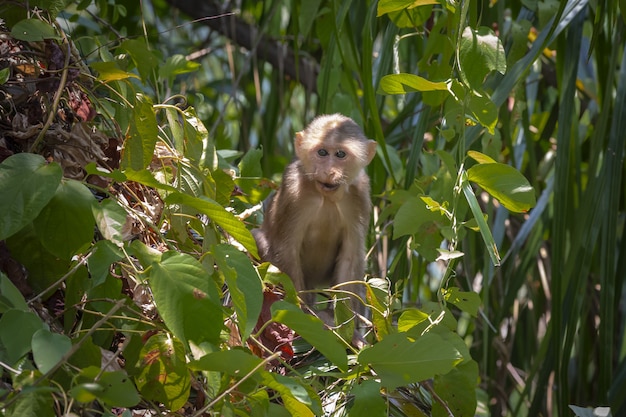 Monkey Sitting on Tree Branch – Free Stock Photo for Download