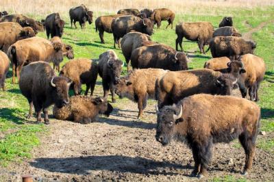 Close-up Portrait of a Bison – Free Download