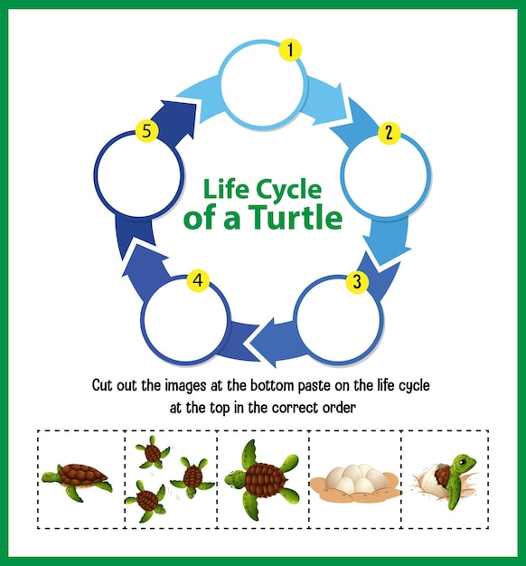 Life Cycle of a Turtle Diagram – Free Download