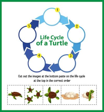 Life Cycle of a Turtle Diagram – Free Download