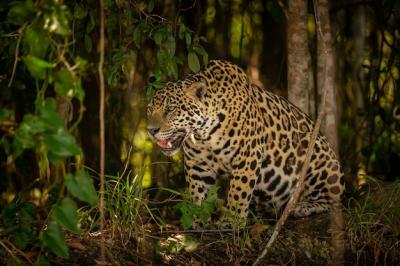 American Jaguar in Its Natural Habitat: Stunning Free Stock Photo, Download for Free