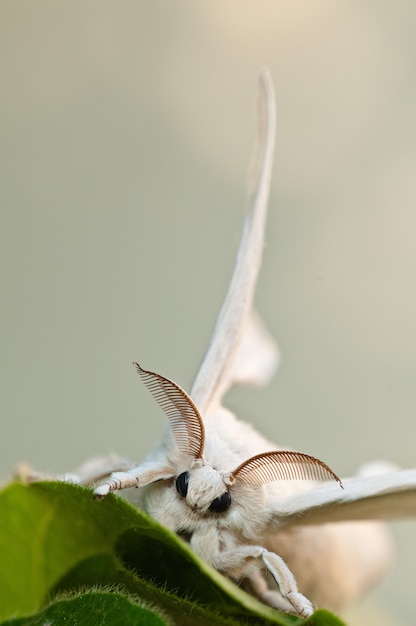 White Silkworm on Blurred Background – Download Free Stock Photo