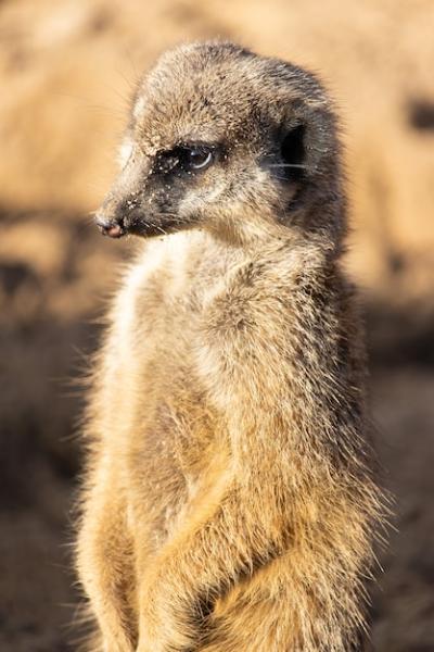 Watchful Meerkat in the Desert – Free Stock Photo for Download