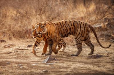 Amazing Bengal Tigers in Nature – Free Stock Photo for Download