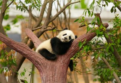 Cute Panda – Free Stock Photo for Download