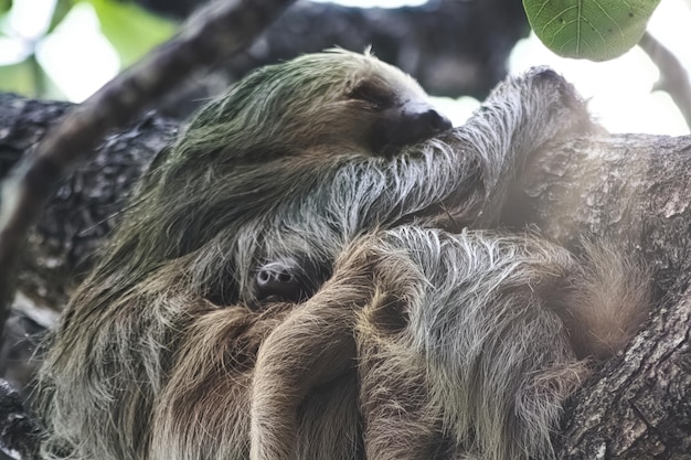 Close-up of a Monkey – Free Stock Photo, Download for Free