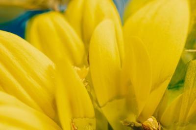 Yellow Petals: Stunning Extreme Close-Up – Free Download