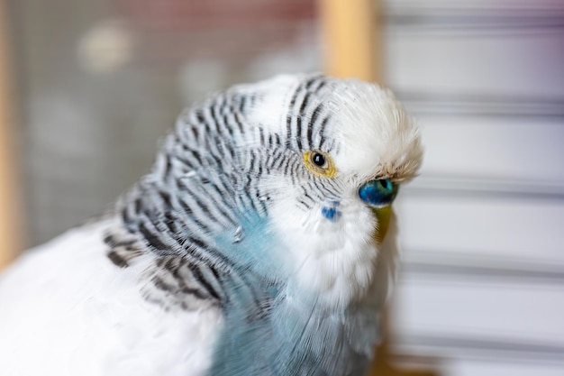 Blue and White Budgerigar: Domestic Birds Concept – Free Stock Photo for Download