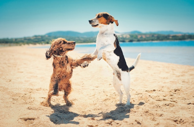 Two Dogs Dancing Together on the Beach – Free Stock Photo for Download