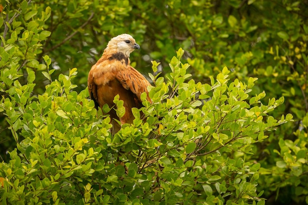 Majestic and Colorful Bird in Northern Pantanal’s Natural Habitat – Free Stock Photo for Download