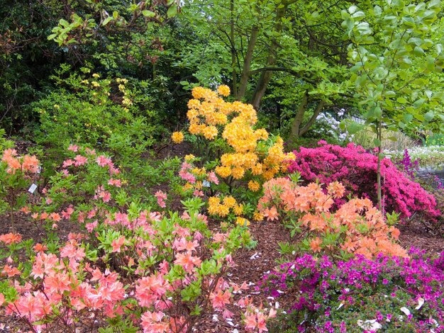 Stunning Azalea Arboretum in Belgium – Free Stock Photo, Download for Free