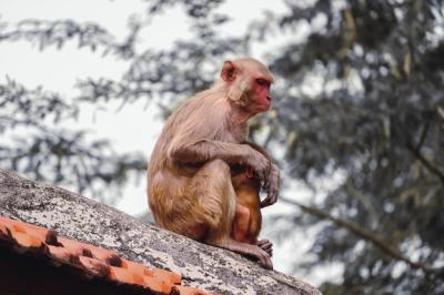 Rhesus Macaque on Rooftop â Download Free Stock Photo