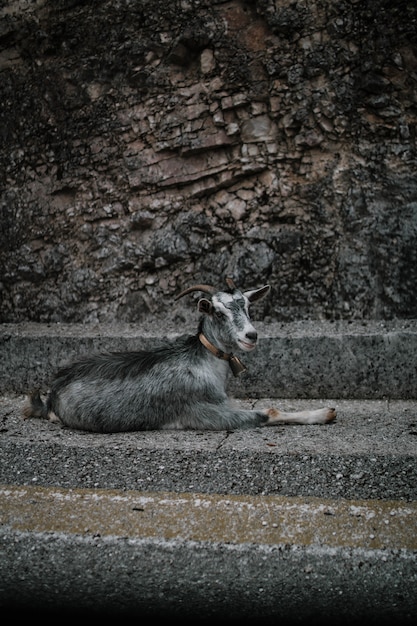 Goat Resting on a Concrete Street – Free Stock Photo for Download