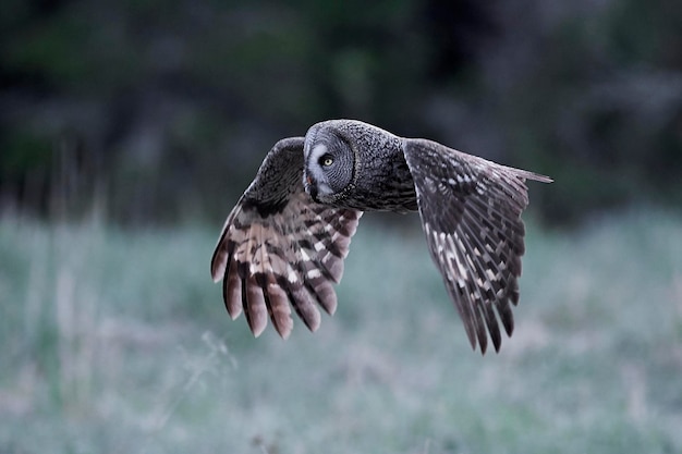 Great Grey Owl (Strix nebulosa) – Free Stock Photo for Download