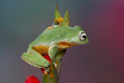 Flying Frog on Green Leaves – Free Stock Photo for Download