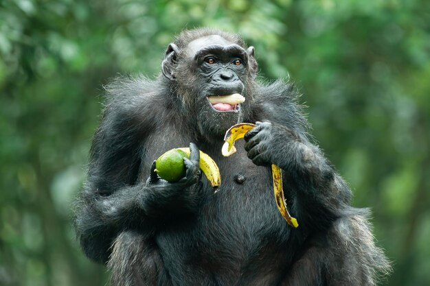 A Chimpanzee or Pan troglodytes – Free Stock Photo for Download