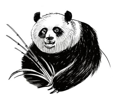 Panda Bear Eating Bamboo – Ink Black and White Drawing | Free to Download