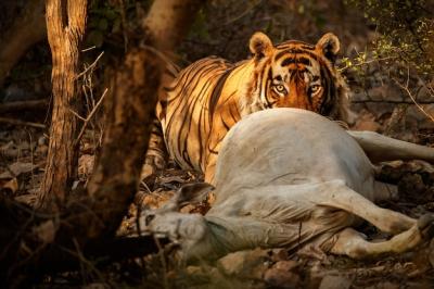 Amazing Bengal Tiger in Nature – Free Stock Photo Download