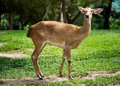 Closeup of a Deer at the Zoo – Free Stock Photo for Download