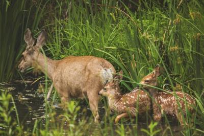 Mother Deer and Fawns in a Sunlit Lake Surrounded by Greenery – Free Stock Photo for Download