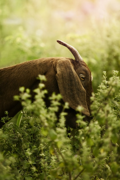 Beautiful Goat Eating Plants in a Bushy Garden – Free Stock Photo, Download for Free