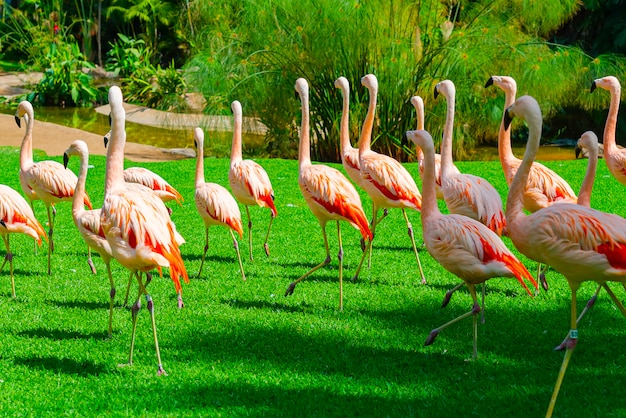 Large Flamingo Group Walking on Grass in the Park – Free Stock Photo Download