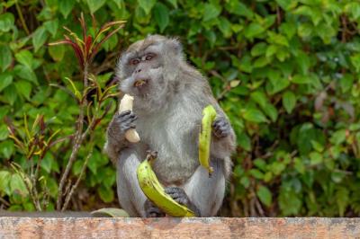 Closeup Shot of Long-Tailed Macaque – Download Free Stock Photo