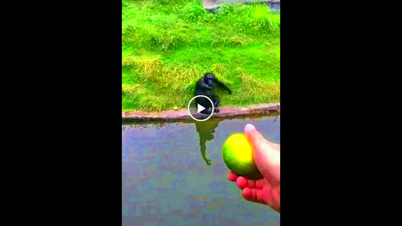 How to Trick a mOnKeY the legit guide  YouTube