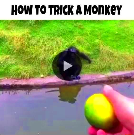 HOW TO TRICK A MONKEY  iFunny Brazil