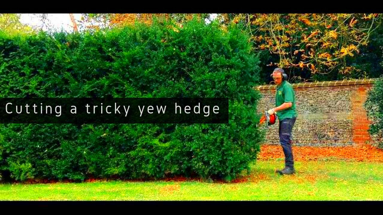 Tips  Tricks For Perfect Cutting A Curving Yew Hedge  YouTube