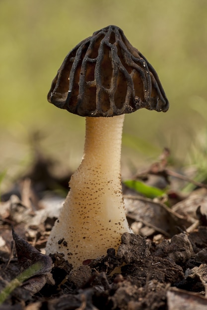 Amazing Closeup Selective Focus Shot of a False Morel – Free Stock Photo, Download Free