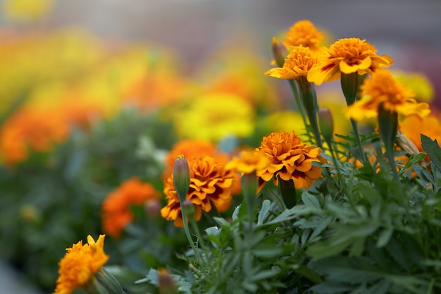 Marigold Blossoms in Pots at Greenhouse – Free Stock Photo for Download