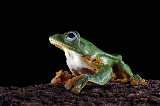 Closeup of a Flying Frog Face on Wood – Free to Download