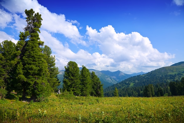 Forest Mountains in Scenic Landscapes – Free Download