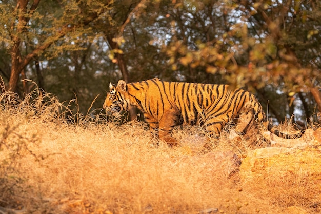 Amazing Bengal Tiger in Nature – Free Stock Photo for Download