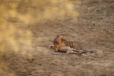 Amazing Bengal Tiger in Nature – Free Stock Photo for Download