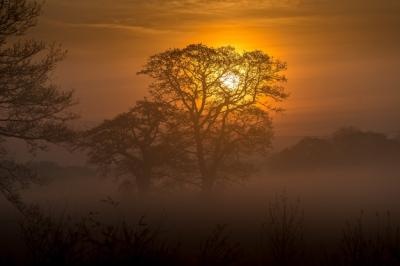 Amazing Forest and the Sunset: Free Download for Stunning Nature Photography